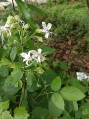 Clerodendrum infortunatum