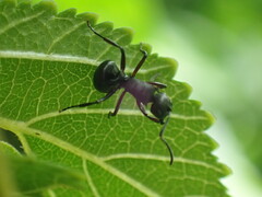 Polyrhachis viscosa