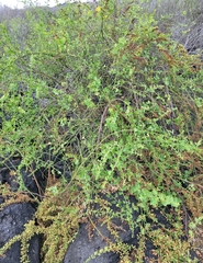 Cryptocarpus pyriformis