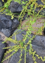 Cryptocarpus pyriformis