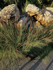 Cenchrus setaceus