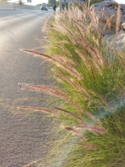 Cenchrus setaceus