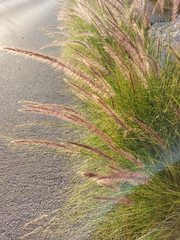 Cenchrus setaceus