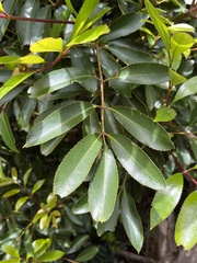 Cunonia capensis