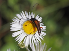 Stenurella jaegeri