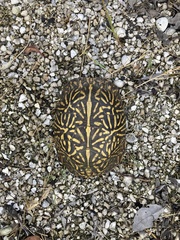 Terrapene carolina bauri