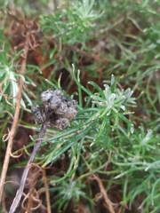Helichrysum stoechas