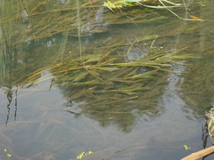 Potamogeton lucens