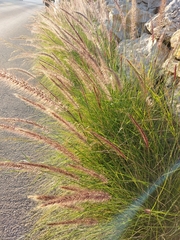 Cenchrus setaceus