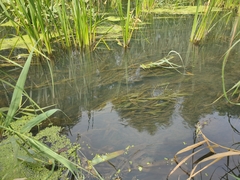Potamogeton lucens