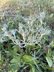 Gnaphalium uliginosum