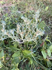 Gnaphalium uliginosum