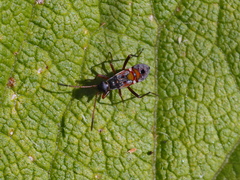 Beosus quadripunctatus