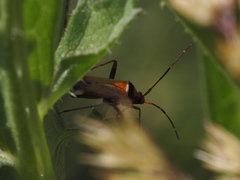 Adelphocoris vandalicus