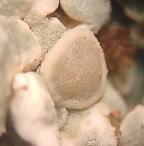 Mūrinė Lakštuotė nuotrauka