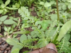 Phyllanthus amarus
