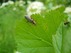 Cantharis nigricans