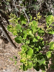 Olea capensis capensis