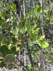 Olea capensis capensis