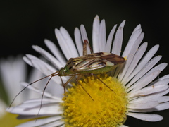 Closterotomus costae