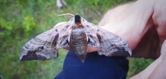 Smerinthus ocellata