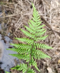 Pityrogramma calomelanos