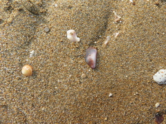 Brachidontes pharaonis