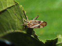 Closterotomus costae