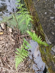 Pityrogramma calomelanos