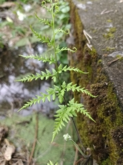 Pityrogramma calomelanos