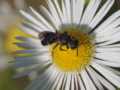 Hylaeus