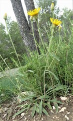 Pentanema montanum