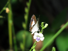 Nymphidium trinidadi
