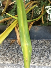Ophiomyia kwansonis