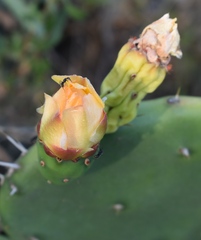 Opuntia × cristalensis