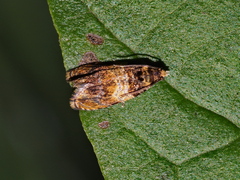 Celypha aurofasciana