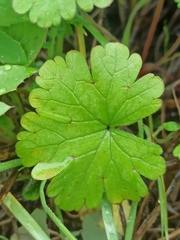 Geranium rotundifolium