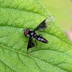 Ocyptamus dimidiatus