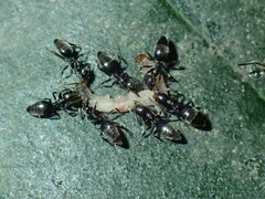 Technomyrmex albipes