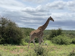 Giraffa camelopardalis