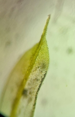 Tortula acaulon