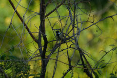 Parus major
