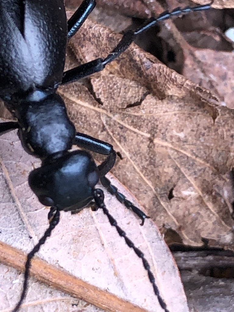 Buttercup Oil Beetle