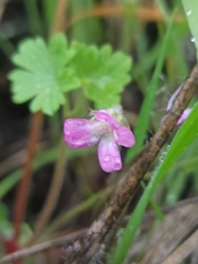Geranium rotundifolium