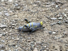 Thericles obtusifrons