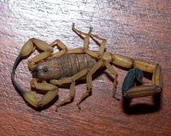 Centruroides limbatus