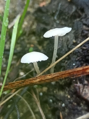 Delicatula integrella
