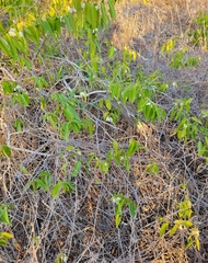 Vallesia glabra