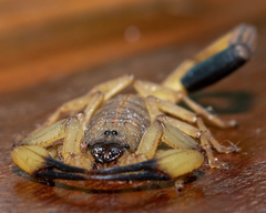 Centruroides limbatus