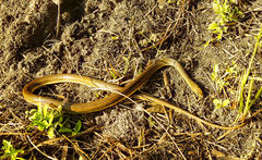 Psammophis elegans